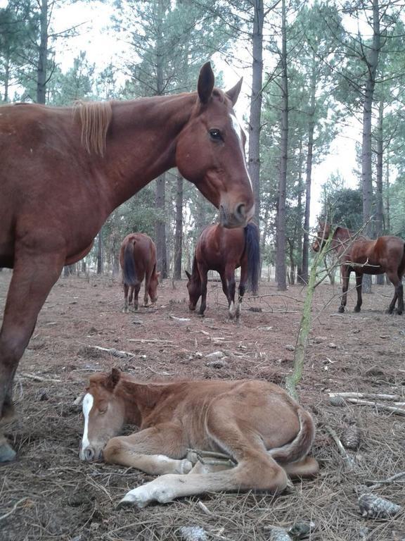 Auberge de jeunesse Residential Horse Club Costa Brava à Santa Cristina d'Aro Extérieur photo
